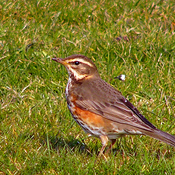 Redwing
